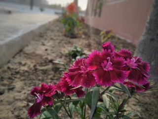 Bunch of sweet william flowers in a park with a blur background. 