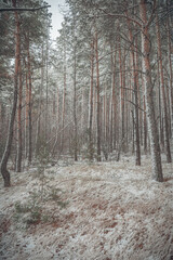 the beginning of winter in the forest in November