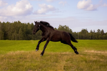 Friesian horse running in the pasture