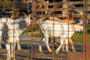Goats in the pasture