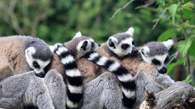 lemur cattas cuddling close up
