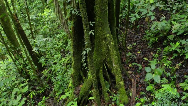Turning around the typical jungle roots found in the Amazon forest which are covered in moss