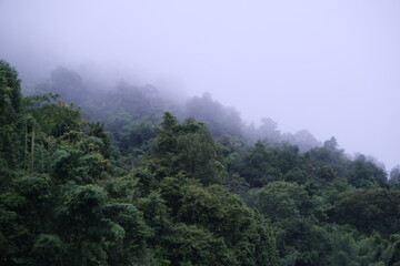 fog on the mountain