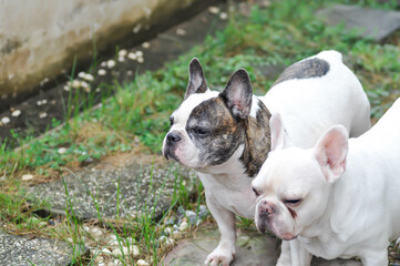 Fototapeta premium french bulldog, unaware French bulldog or two french bulldog on the floor