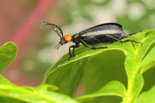 A blister beetle is foraging on a young leave. This insect has the scientific name Epicauta hirticornis.