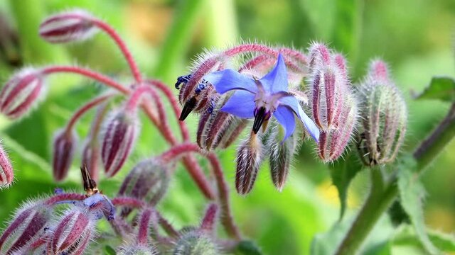 blue medicinal plant, Borage, Borago officinalis, flower of the spice  
