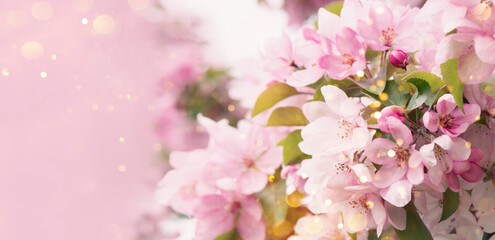 Fototapeta na wymiar Blooming branch with pink blossoming flowers on delicate pink background with sparkles. Copy space