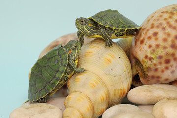 Two red eared slider tortoises are sunbathing on the shells of dead hermit crabs before starting...