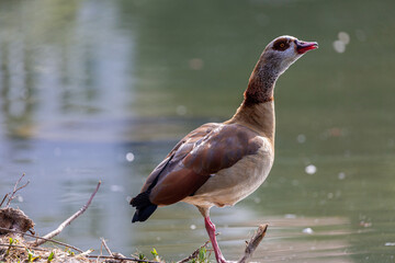 Egyptian goose near to the water in a park