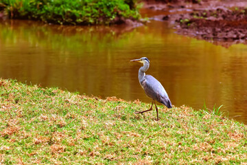 Héron gris cendré Ardea Cinerea grand oiseau qui aime l'eau au corps gris cendré bec jaune orange rouge Afrique Kenya