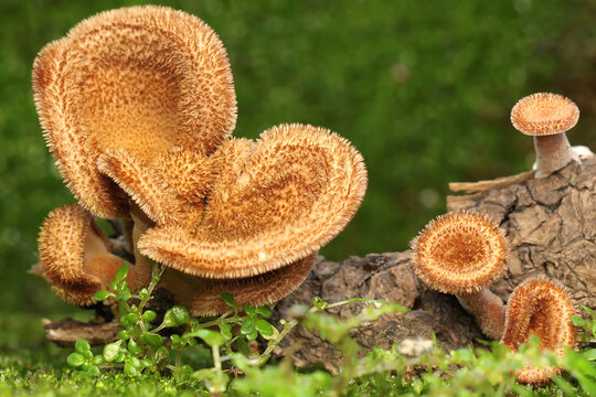 A collection of fungi of the species Panus neostrigosus growing on rotting tree trunks.