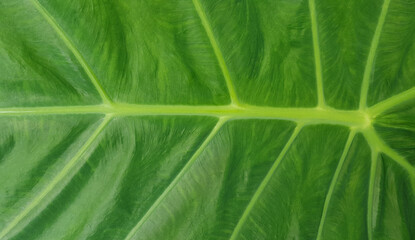 Bon leaf close up texture. Green background.