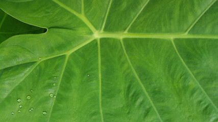 Bon leaf close up texture. Green background.