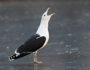 Great black-backed gull