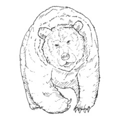 Vector Sketch Bear. Front View Illustration