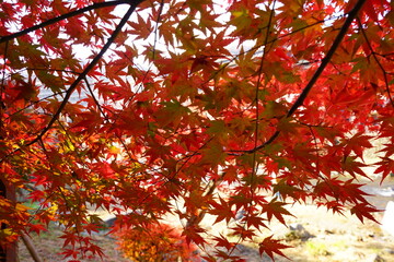 red maple leaves in the garden, natural colorful background for Autumn season and vibrant falling foliage concept - 赤い 紅葉の葉