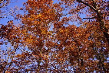 オレンジ色の紅葉の葉