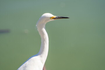 Portrait of Snowy egret (Egretta thula)