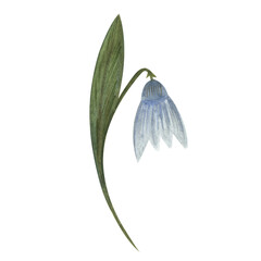 Obraz premium Watercolor bellflower single element on white background