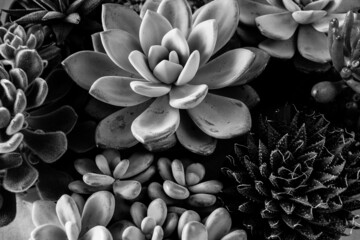 Black and white succulents rosettes, close-up. Art background from succulents plants. Floral backdrop for poster, calendar, post, screensaver, wallpaper, postcard, banner, cover, header for website