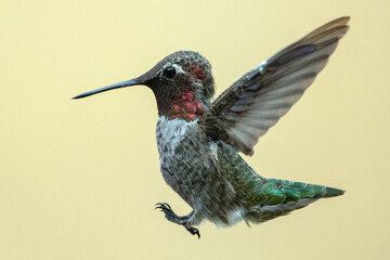 Hummingbird in Ventura California United States