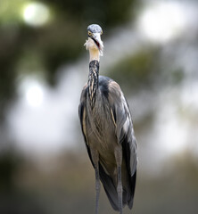 Heron in the Masai Mara.