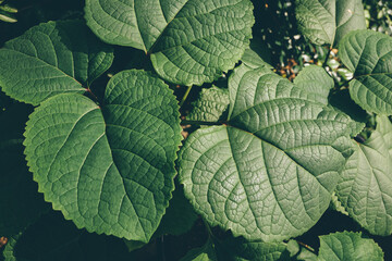 Close-up of many green leaves in the sun
