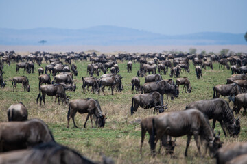 Naklejka na ściany i meble Great migration, Masai Mara