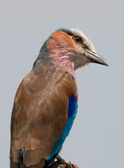 Lilac breasted roller, Kenya