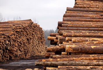 Freshly cut pine logs at a sawmill. Forestry