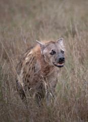 Fototapeta premium Hyena, Masai Mara 