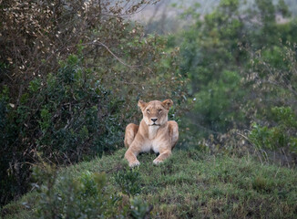 Lioness in the rain, Masai Mara 