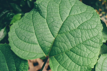 Naklejka na ściany i meble Close-up of green single leaf detail in the sun