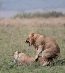 Lions mating, Masai Mara 