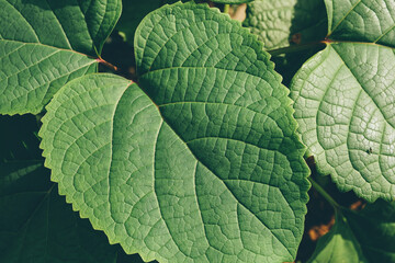 Naklejka na ściany i meble Close-up of green leaves on the ground