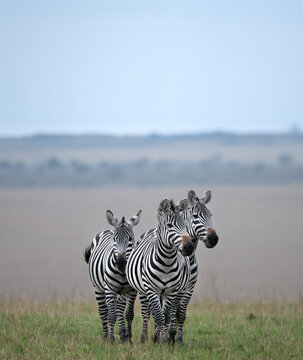 Trio of zebras, Masai Mara Stock Photo | Adobe Stock