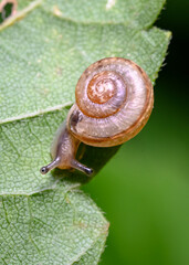A snail crawling down a tree leaf