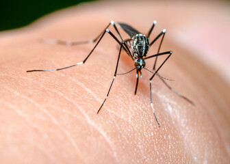 Close-up view of a black mosquito with white stripes on human skin