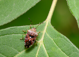 Close-up view of a forest bug on a tree leaf