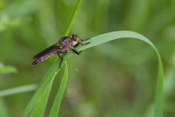 Alabasterfliege (Pamponerus germanicus)