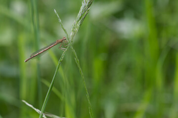 Blaue Federlibelle (Platycnemis pennipes)