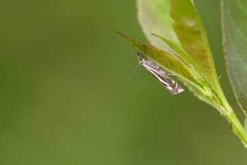 Crambus lathoniellus (Crambus lathoniellus)
