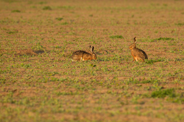 Feldhase (Lepus europaeus)