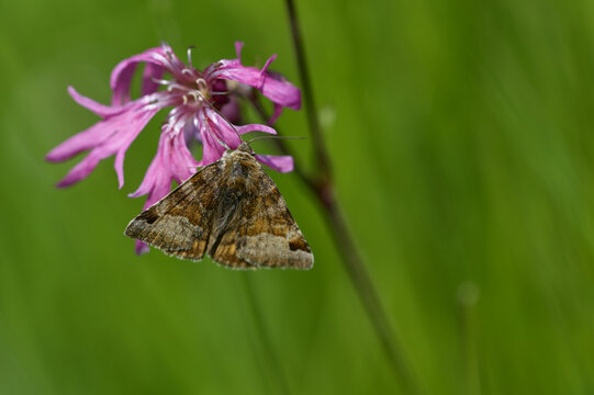 Braune Tageule (Euclidia glyphica)