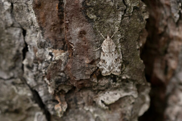Scoparia ambigualis (Scoparia ambigualis)