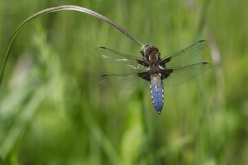 Plattbauch (Libellula depressa)