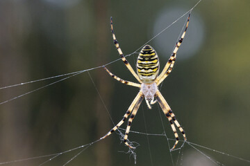 Wespenspinne (Argiope bruennichi)