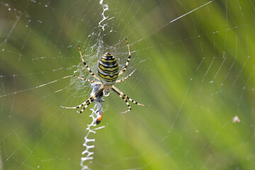 Wespenspinne (Argiope bruennichi)