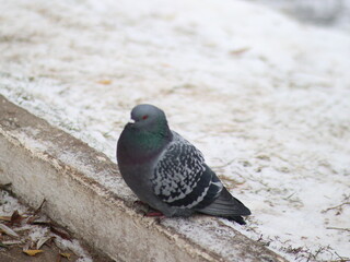 Dove ruffled on snowy ground