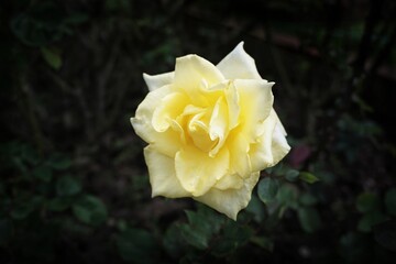 Yellow rose blooming in the garden on the morning for selective focus and blurred background.